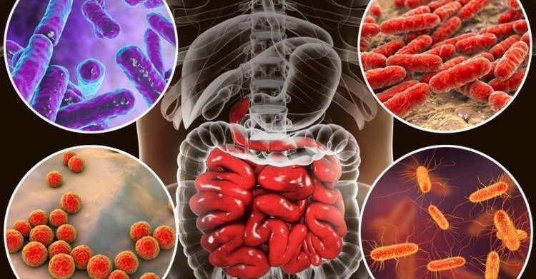 микробиом и ожирение